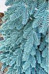 Artificial cast blue tree Vip Tree 230 cm