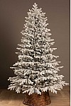 Christmas tree cast green snow-covered Transcarpathian 210 cm