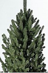 Artificial Christmas tree cast green Venice 210 cm