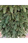 Christmas tree cast green on stump Premium 220 cm