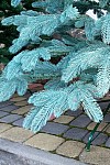 Artificial cast blue Christmas tree Premium 210 cm