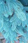 Artificial cast blue Christmas tree Premium 210 cm