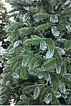 Weihnachtsbaum gegossen grün Canadian VIP 210 cm