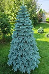 Artificial blue cast Elite Christmas tree 210 cm