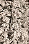 Christmas tree cast green snow-covered Transcarpathian 230 cm