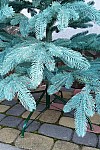 Artificial cast blue Christmas tree Premium 230 cm