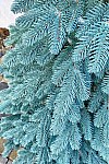 Artificial cast blue tree Vip Tree 210 cm